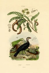 Australian Bush Turkey